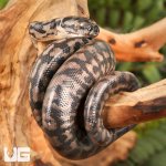ug_Baby_Coastal_Carpet_Python_5.jpg