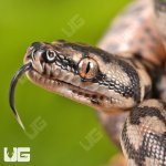 ug_baby_coastal_carpet_python_4.jpg