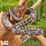 ug_baby_coastal_carpet_python_3.jpg