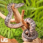 ug_baby_coastal_carpet_python_2.jpg
