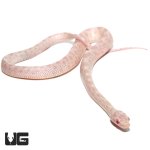 ug_baby_peppermint_cornsnake_4.jpg
