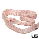 ug_baby_peppermint_cornsnake_3.jpg