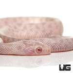 ug_baby_peppermint_cornsnake_2.jpg