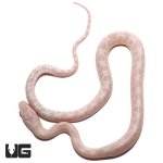 ug_baby_peppermint_cornsnake_1.jpg