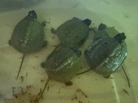 CB 2025 NA Wood Turtles.jpg
