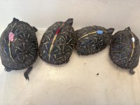 Cb2024 Florida Box Turtles.jpg