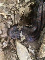 IMG_5832.jpeg