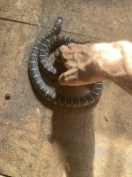 IMG_5826.jpeg