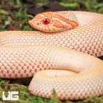 ug_Baby_Albino_Super_Anaconda_Hognose_Snake_4.jpg