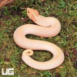 ug_Baby_Albino_Super_Anaconda_Hognose_Snake_1.jpg