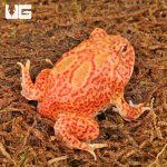 ug_Coral_Blaze_Pacman_Frog_4.jpg
