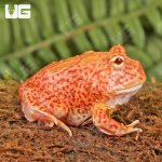 ug_Coral_Blaze_Pacman_Frog_3.jpg