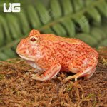 ug_Coral_Blaze_Pacman_Frog_2.jpg