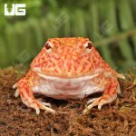 ug_Coral_Blaze_Pacman_Frog_1.jpg