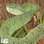 ug_Northern_Philippine_Temple Pit_Viper_6.jpg