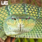 ug_Northern_Philippine_Temple Pit_Viper_5.jpg