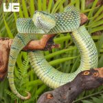 ug_Northern_Philippine_Temple Pit_Viper_4.jpg