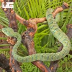ug_Northern_Philippine_Temple Pit_Viper_3.jpg