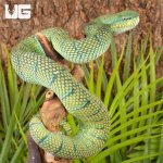 ug_Northern_Philippine_Temple Pit_Viper_2.jpg