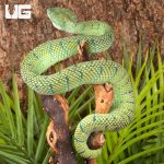 ug_Northern_Philippine_Temple Pit_Viper_1.jpg