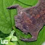 ug_pipa_pipa_toad_2.jpg