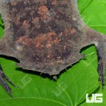 ug_pipa_pipa_toad_3.jpg