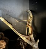IMG_1181.jpeg
