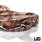 ug_suriname_redtail_boa_4.jpg