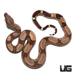 ug_suriname_redtail_boa_3.jpg