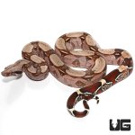 ug_suriname_redtail_boa_1.jpg