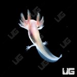 ug_albino_axolotl_4.jpg