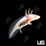 ug_albino_axolotl_3.jpg