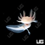 ug_albino_axolotl_2.jpg