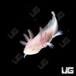ug_albino_axolotl_1.jpg