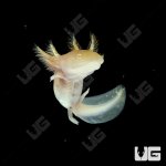 ug_golden_albino_axolotl_4.jpg