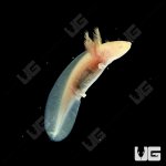 ug_golden_albino_axolotl_3.jpg