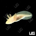 ug_golden_albino_axolotl_2.jpg