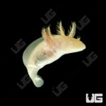 ug_golden_albino_axolotl_1.jpg