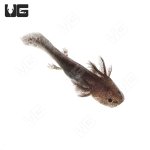 ug_wildtype_axolotl_3.jpg