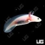 ug_leucistic_axolotl_4.jpg