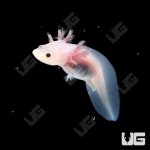ug_leucistic_axolotl_3.jpg