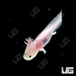 ug_leucistic_axolotl_2.jpg
