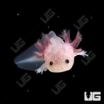 ug_leucistic_axolotl_1.jpg