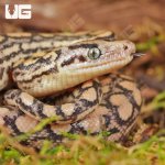 ug_Baby_Colombian_Rainbow_Boa_4.jpg