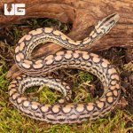 ug_Baby_Colombian_Rainbow_Boa_3.jpg
