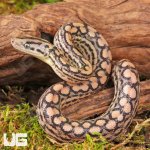 ug_Baby_Colombian_Rainbow_Boa_2.jpg