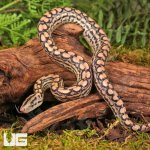ug_Baby_Colombian_Rainbow_Boa_1.jpg