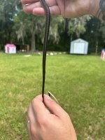 IMG_1193.jpeg