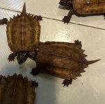 IMG_0582.jpeg