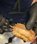 IMG_0562.jpeg